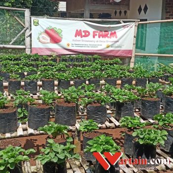 Petani Milenial Sukabumi Sukses Budidaya Strawberry Menyajikan Realita